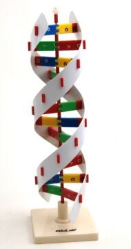 DNA MODELİ