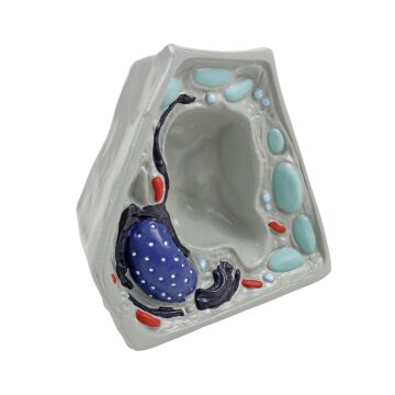 BİTKİ HÜCRESİ MODELİ (KÜÇÜK)