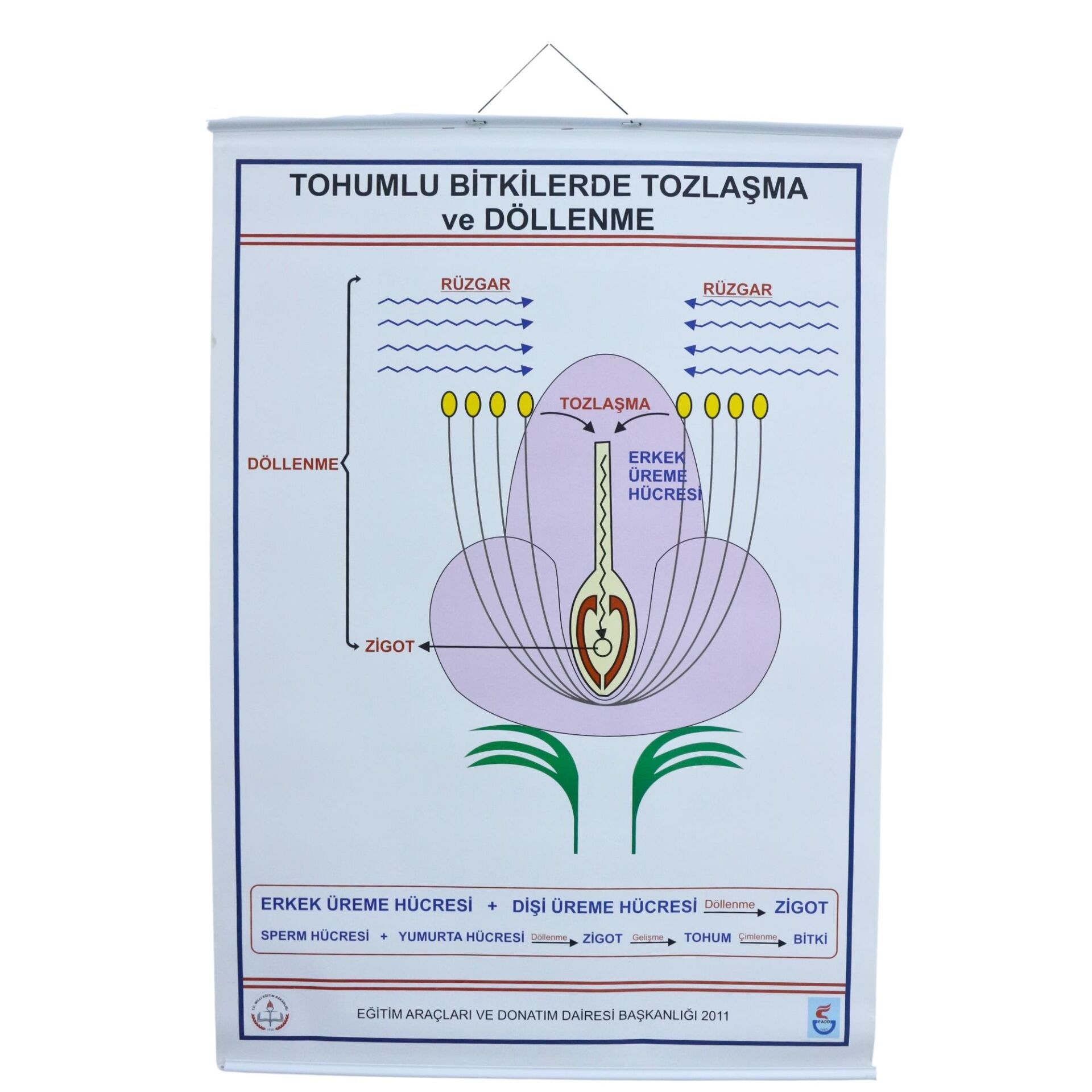 TOHUMLU BİTKİLERDE TOZLAŞMA VE DÖLLENME LEV. (70X100 CM)