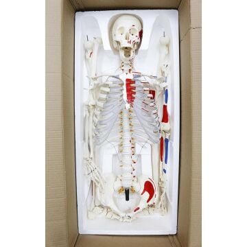 İNSAN İSKELET MODELİ 160 CM