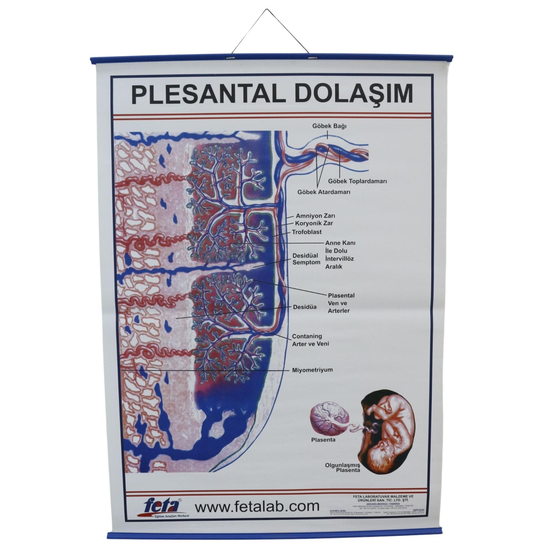 PLESTAL DOLAŞIM LEVHASI