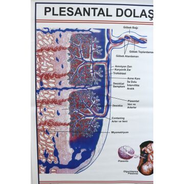 PLESTAL DOLAŞIM LEVHASI