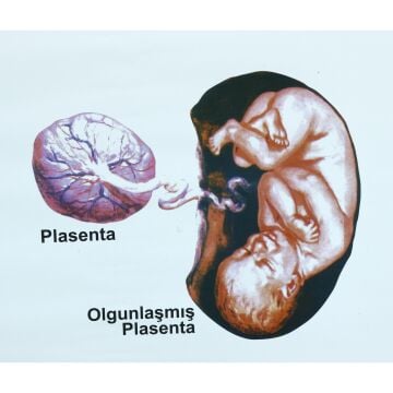 PLESTAL DOLAŞIM LEVHASI