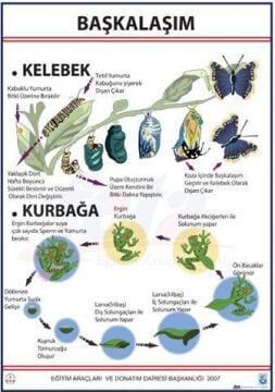 BAŞKALAŞIM LEVHASI