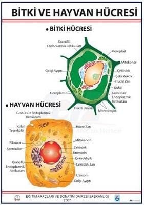 BİTKİ VE HAYVAN HÜCRESİ LEVHASI