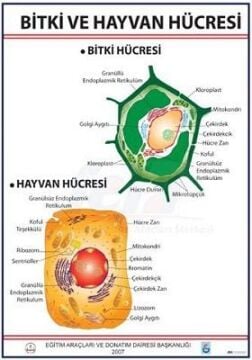 BİTKİ VE HAYVAN HÜCRESİ LEVHASI