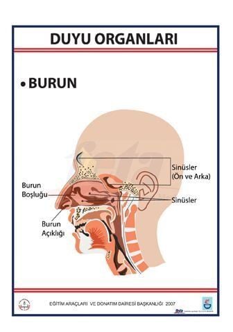 DUYU ORGANLARI LEVHASI BURUN