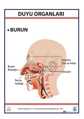 DUYU ORGANLARI LEVHASI BURUN