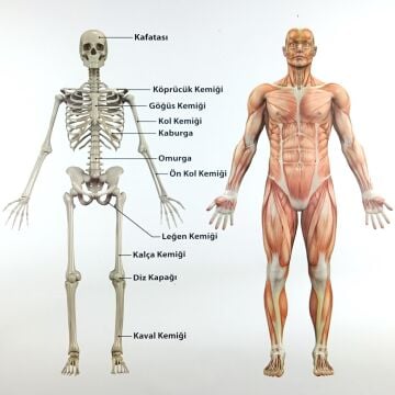 DESTEK VE HAREKET SİSTEMİ (İSKELET) LEVHASI