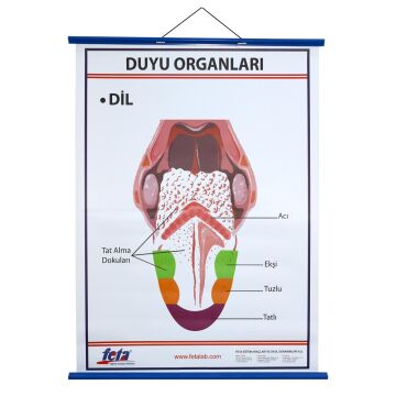 DUYU ORGANLARI LEVHASI DİL