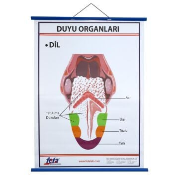 DUYU ORGANLARI LEVHASI DİL