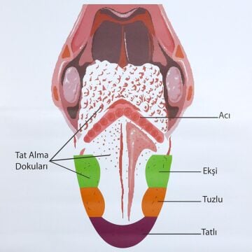DUYU ORGANLARI LEVHASI DİL