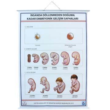 İNSANDA DÖLLENMEDEN DOĞUMA EMBRİYONİK GEL. SAFH. LEV.