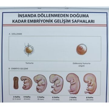 İNSANDA DÖLLENMEDEN DOĞUMA EMBRİYONİK GEL. SAFH. LEV.