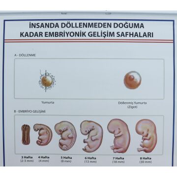 İNSANDA DÖLLENMEDEN DOĞUMA EMBRİYONİK GEL. SAFH. LEV.