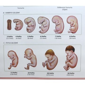 İNSANDA DÖLLENMEDEN DOĞUMA EMBRİYONİK GEL. SAFH. LEV.