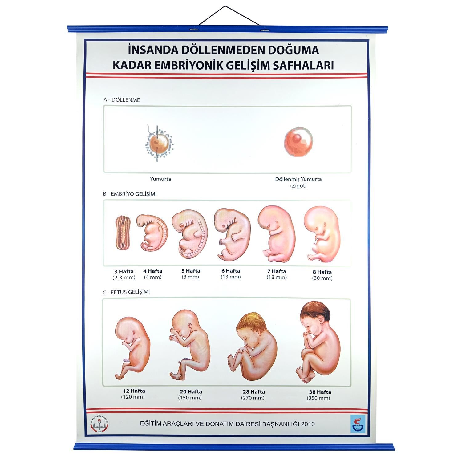 İNSANDA DÖLLENMEDEN DOĞUMA EMBRİYONİK GEL. SAFH. LEV.