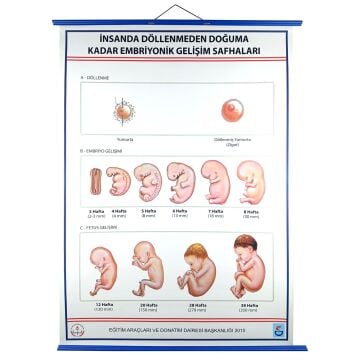 İNSANDA DÖLLENMEDEN DOĞUMA EMBRİYONİK GEL. SAFH. LEV.