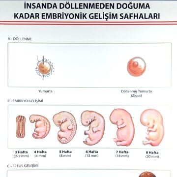 İNSANDA DÖLLENMEDEN DOĞUMA EMBRİYONİK GEL. SAFH. LEV.