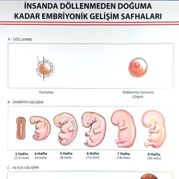 İNSANDA DÖLLENMEDEN DOĞUMA EMBRİYONİK GEL. SAFH. LEV.