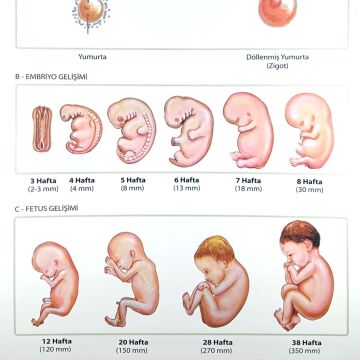 İNSANDA DÖLLENMEDEN DOĞUMA EMBRİYONİK GEL. SAFH. LEV.