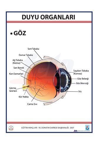 DUYU ORGANLARI LEVHASI GÖZ