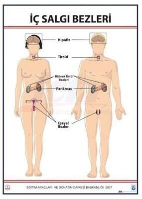 İÇ SALGI BEZLERİ LEVHASI (70X100 CM)