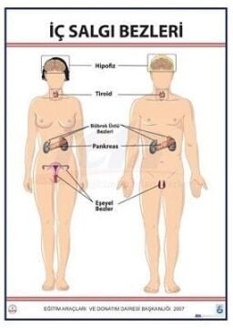 İÇ SALGI BEZLERİ LEVHASI (70X100 CM)