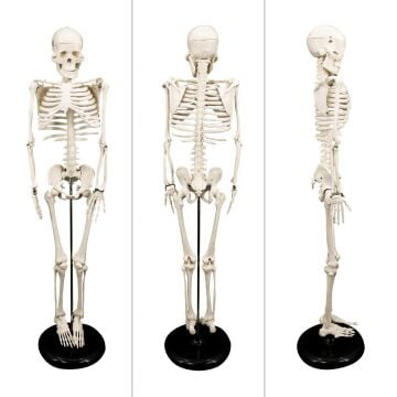 İNSAN İSKELET MODELİ 85cm