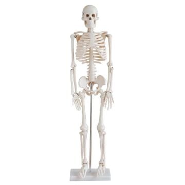 İNSAN İSKELET MODELİ 85cm