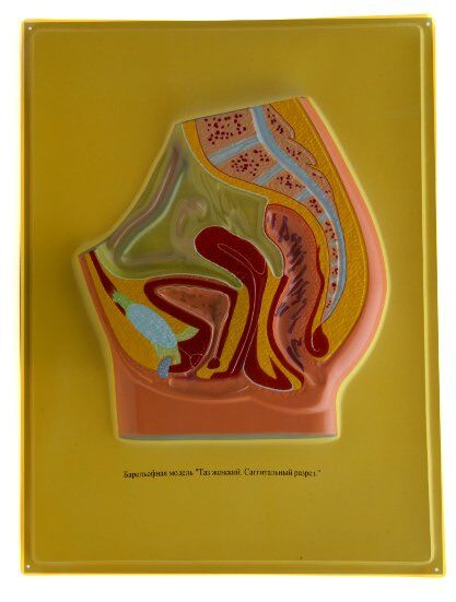 ERKEK VE DİŞİ PELVİS