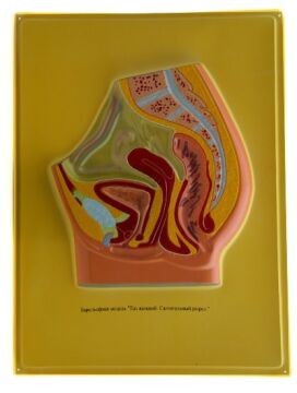 ERKEK VE DİŞİ PELVİS