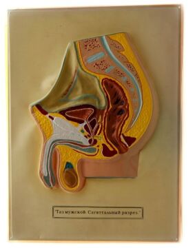 ERKEK VE DİŞİ PELVİS