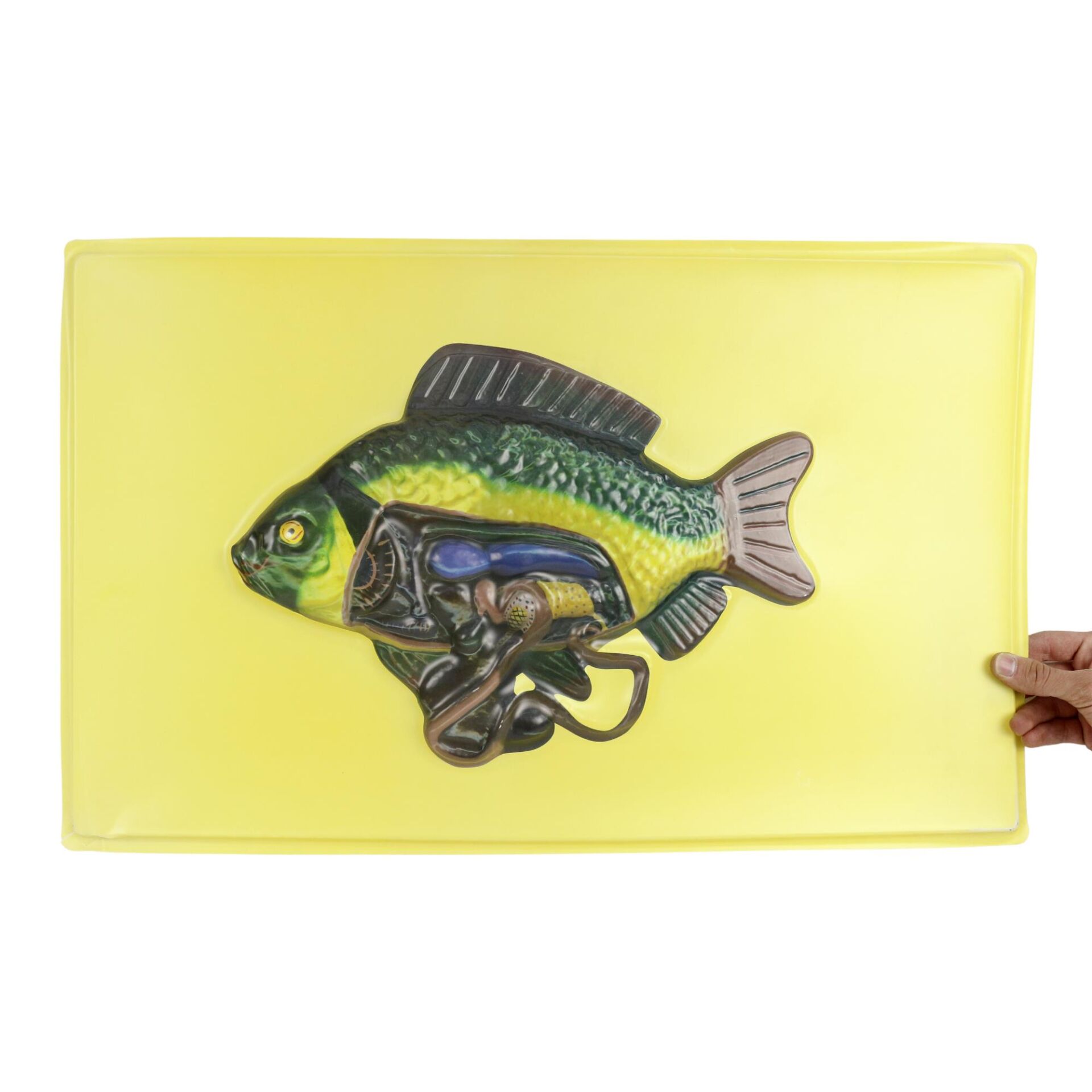 KILÇIKLI BALIĞIN İÇ YAPISII MODELİ