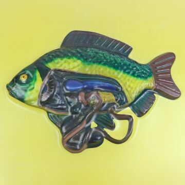 KILÇIKLI BALIĞIN İÇ YAPISII MODELİ