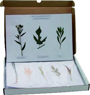 KURUTULMUŞ YABANİ BİTKİLER