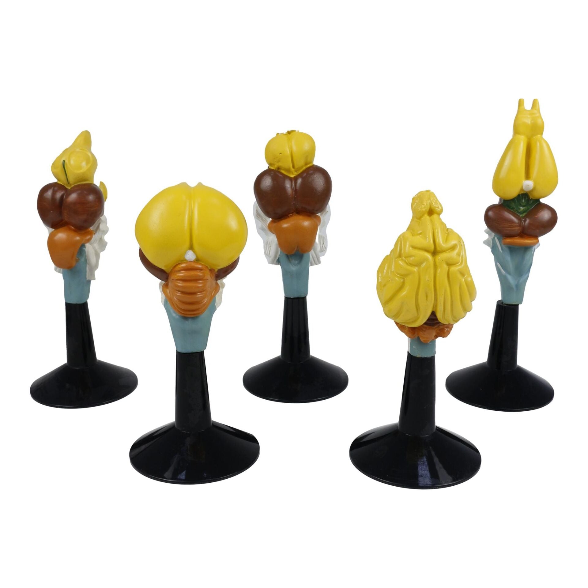 OMURGALI BEYİN MODELİ