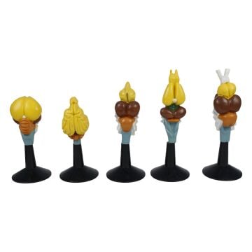 OMURGALI BEYİN MODELİ