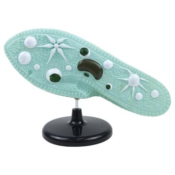 TERLİKSİ HAYVAN MODELİ