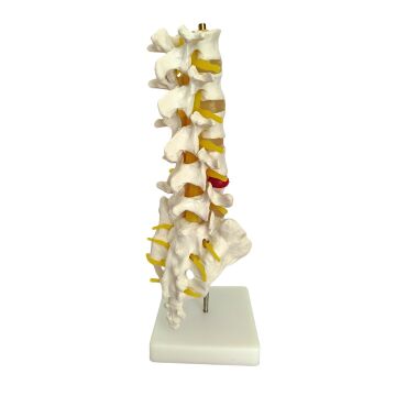 VERTABRA KESİT MODELİ