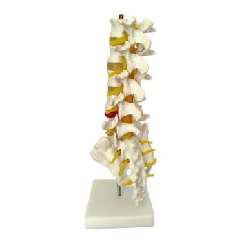 VERTABRA KESİT MODELİ