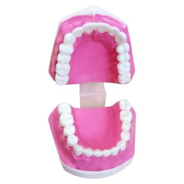 DİŞ MODELİ KÜÇÜK