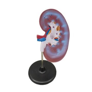 BÖBREK KESİTİ MODELİ