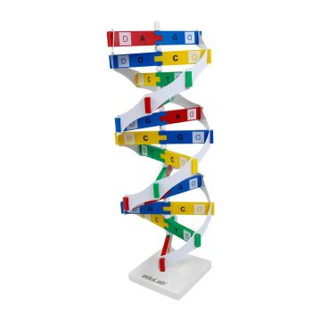 DNA MODELİ