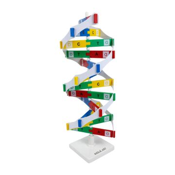 DNA MODELİ