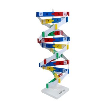 DNA MODELİ