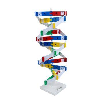 DNA MODELİ