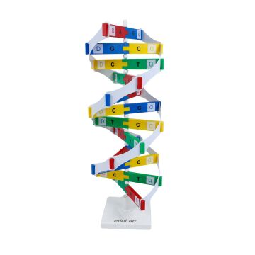 DNA MODELİ