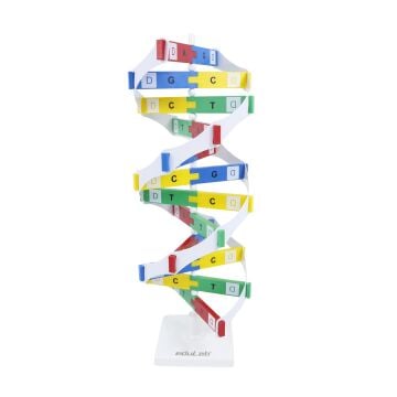 DNA MODELİ