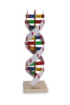 DNA MODELİ